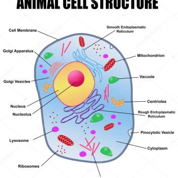 Animal Cell -Classroom Chart