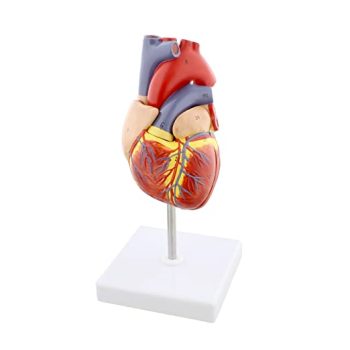 Biological Heart Model-Life Size