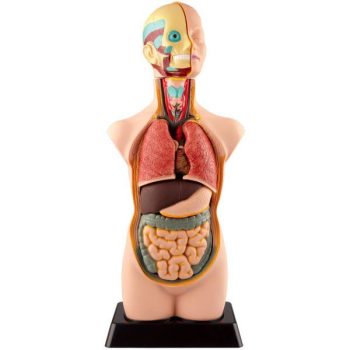 Biological Human Anatomy Model