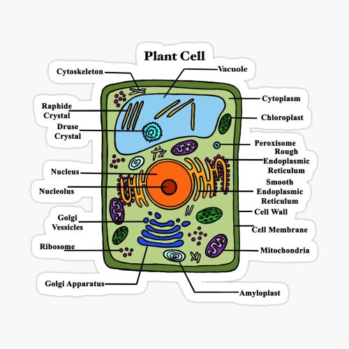 Plant Cell-Classroom Chart