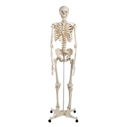 Human Skeleton Model-Life Size